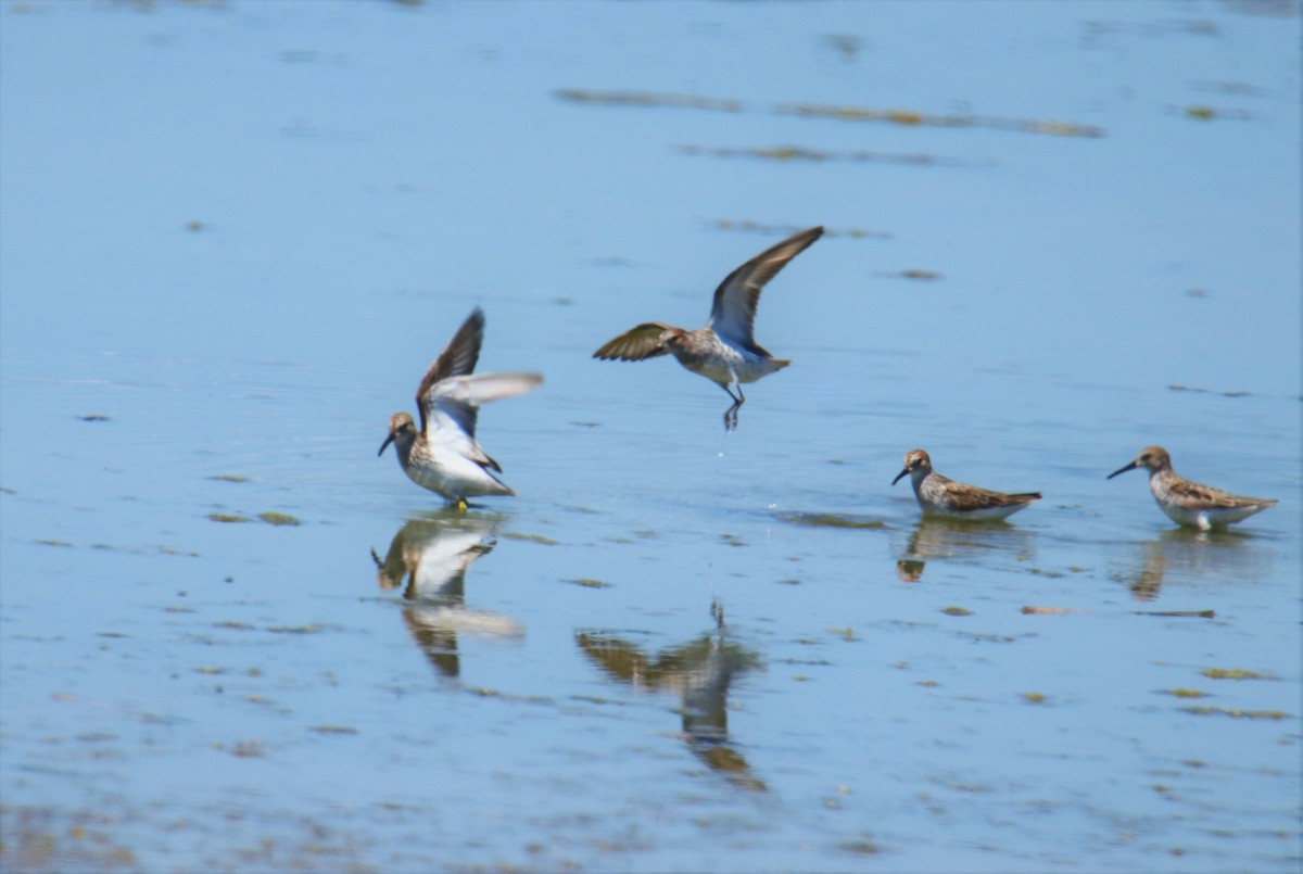 Western Sandpiper - ML102588001