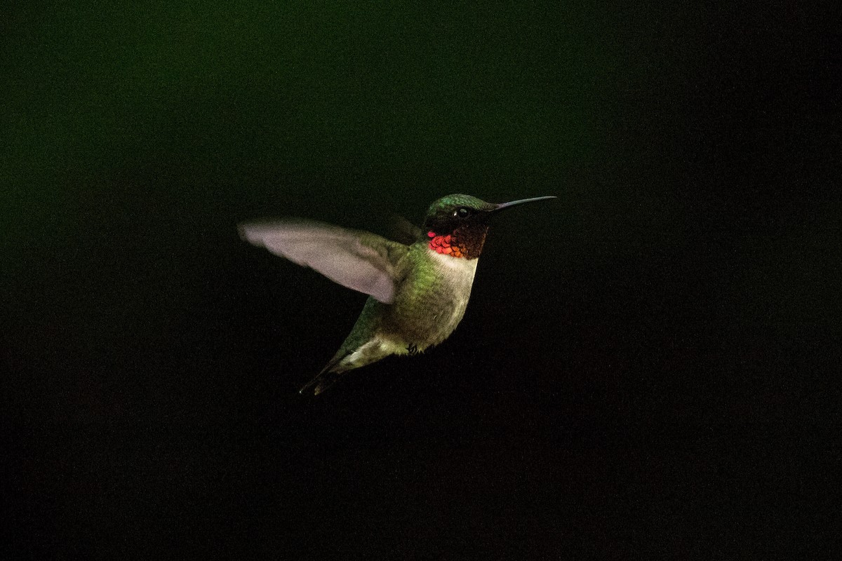 Ruby-throated Hummingbird - Nick Dorian