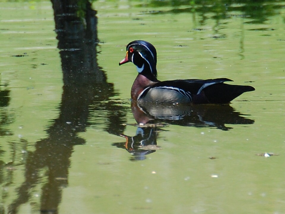 Wood Duck - ML102588751