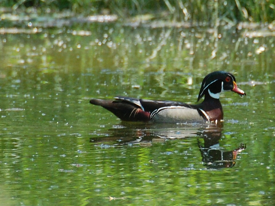 Wood Duck - ML102588771