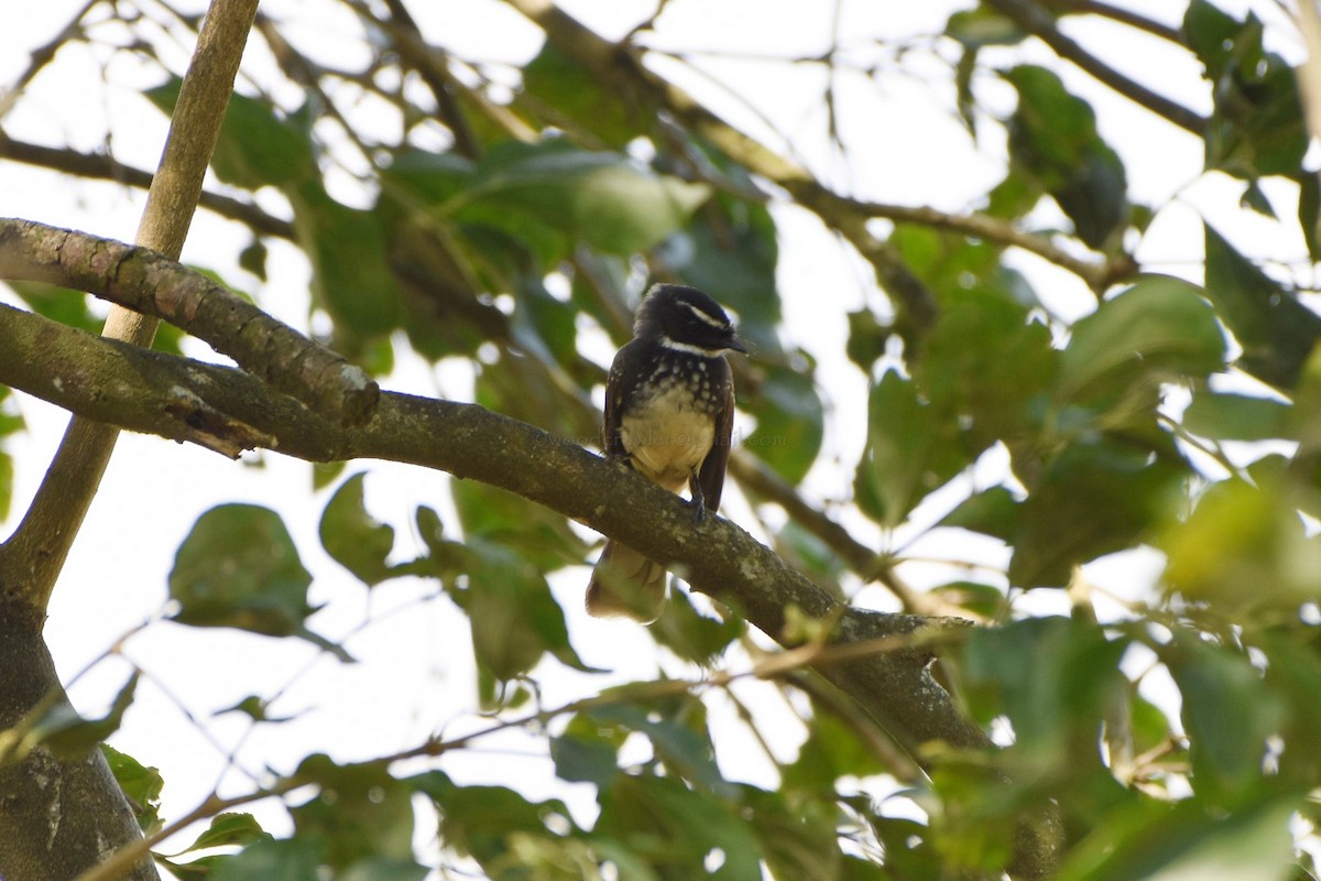 Spot-breasted Fantail - ML102589001