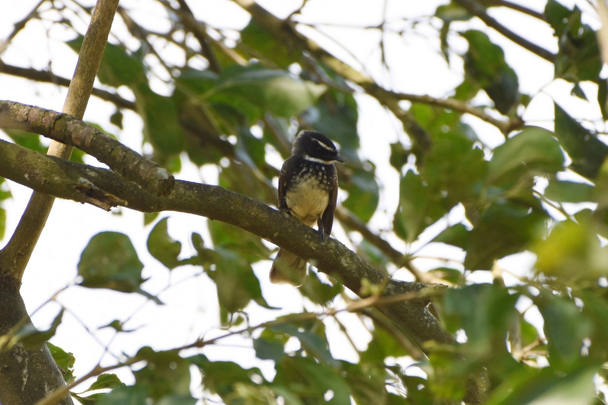 Spot-breasted Fantail - Rajesh Radhakrishnan