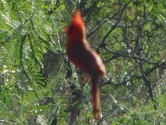 Cardinal rouge - ML102589011