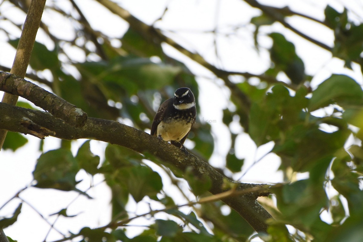 Spot-breasted Fantail - ML102589021