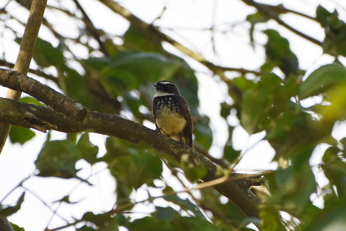Spot-breasted Fantail - ML102589031