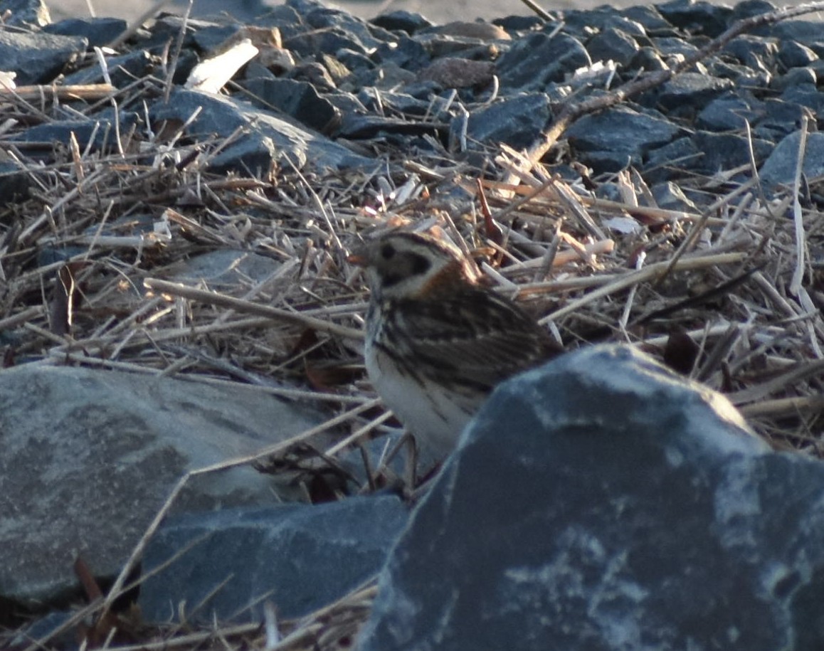 Lapland Longspur - ML102590461