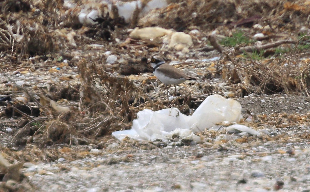 Little Ringed Plover - ML102591441