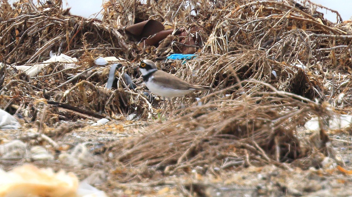 Little Ringed Plover - ML102591811