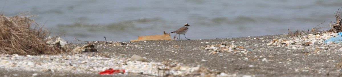 Little Ringed Plover - ML102592001