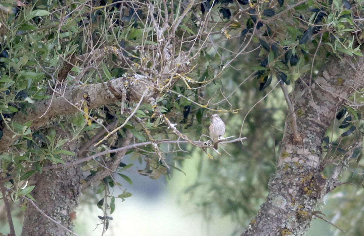 Spotted Flycatcher - ML102592411