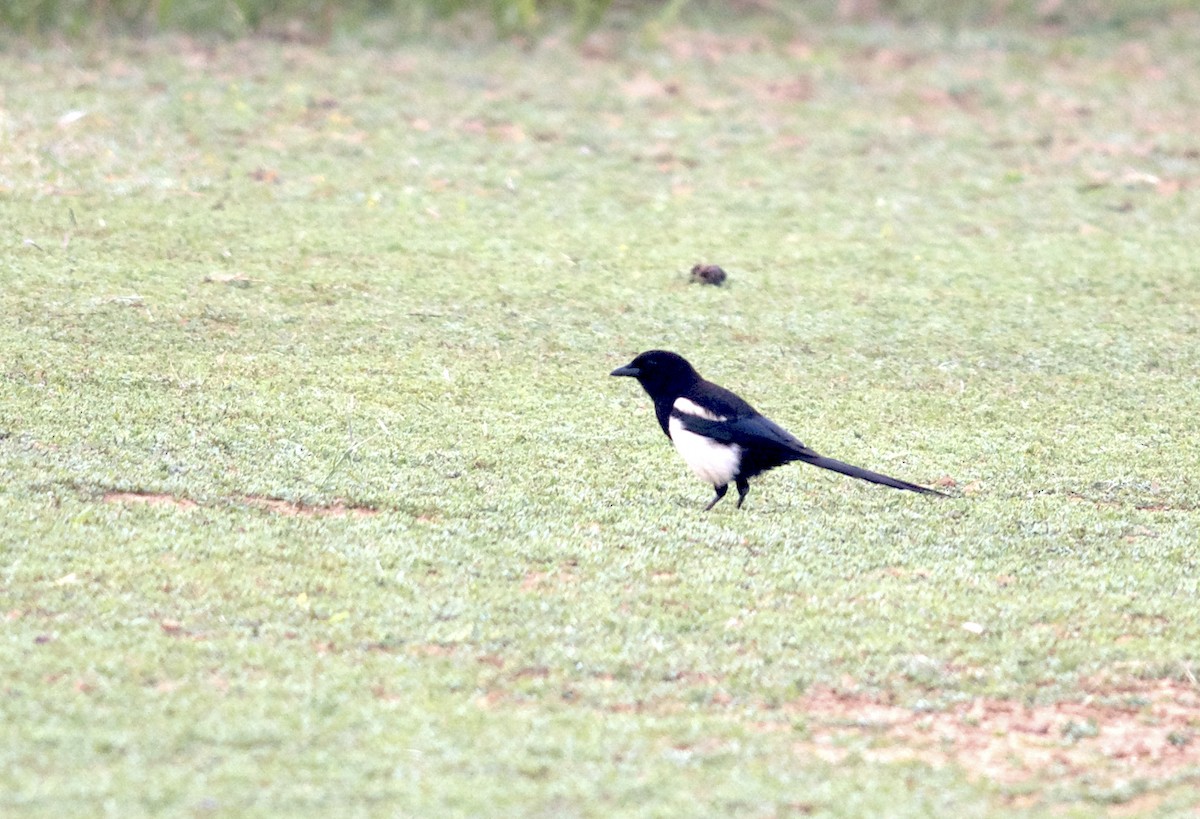 Eurasian Magpie (Iberian) - ML102592571