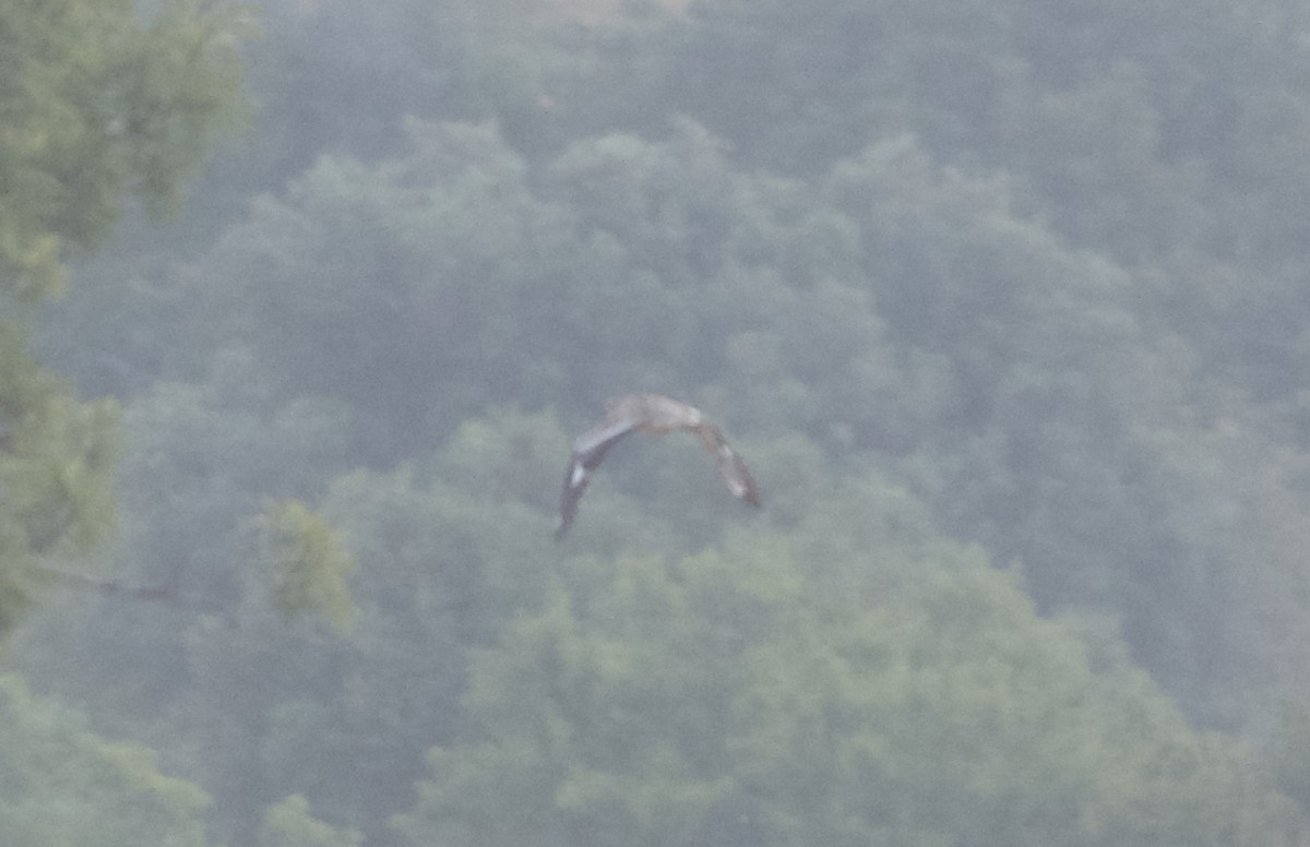 Eurasian Thick-knee - ML102592781