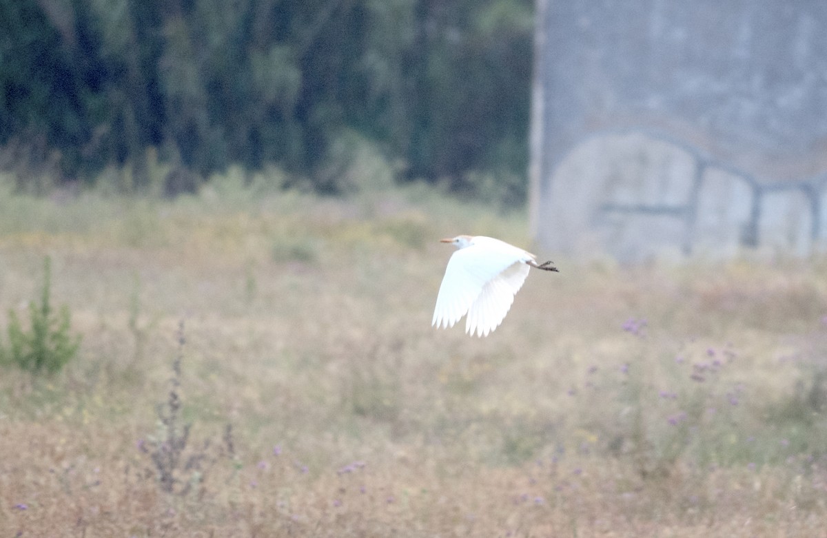 Western Cattle Egret - ML102592811