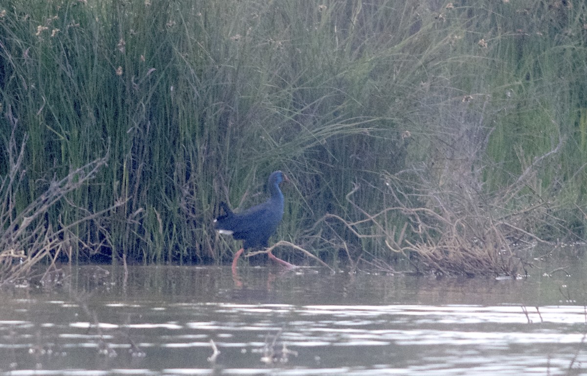 Western Swamphen - ML102592881