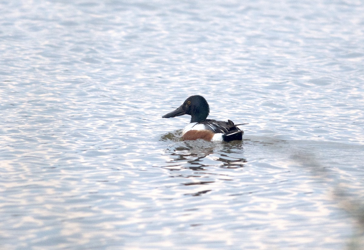 Northern Shoveler - ML102592961