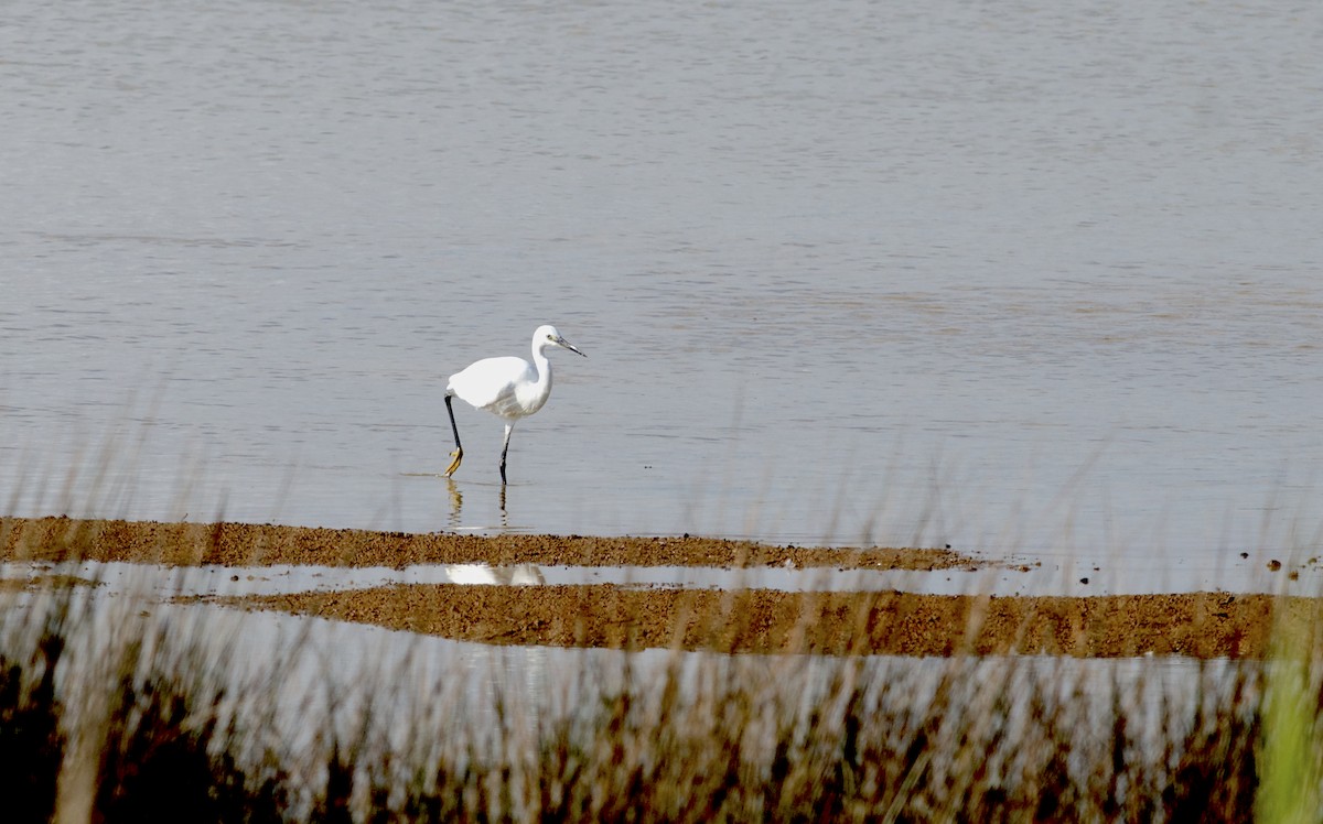 Little Egret (Western) - ML102593011