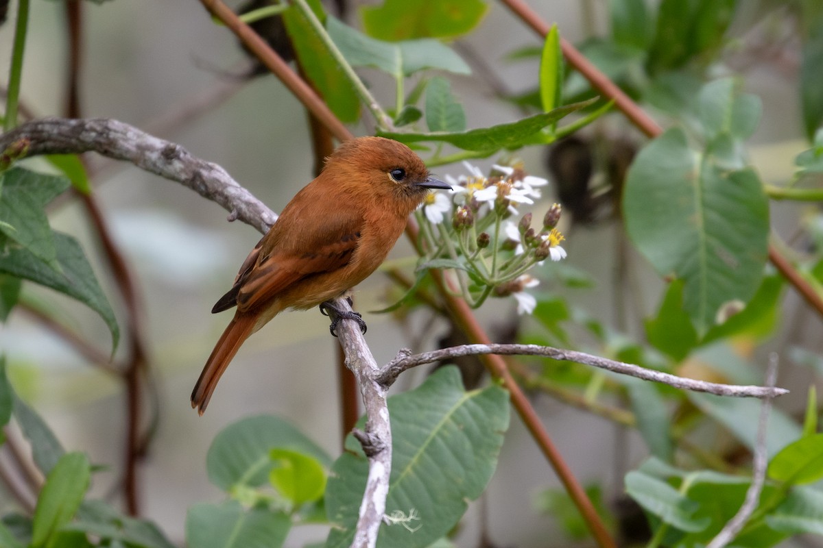 Cinnamon Flycatcher - Drew Weber