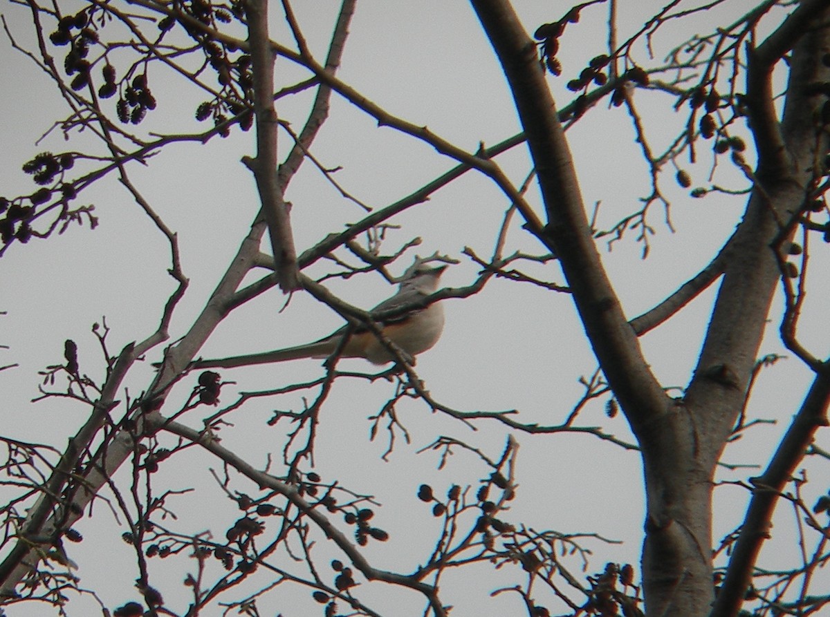 Scissor-tailed Flycatcher - ML102593061