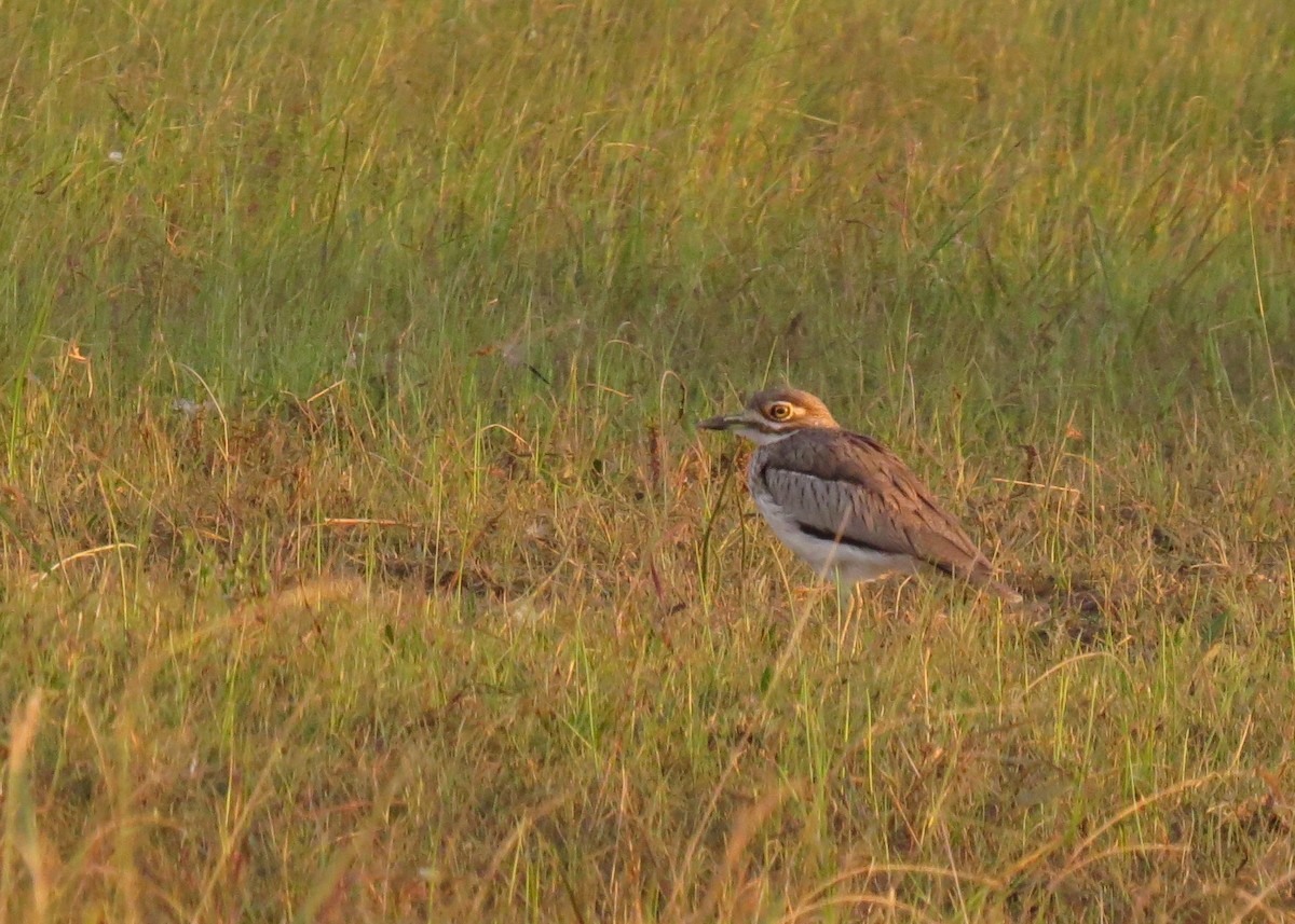 Water Thick-knee - ML102593171