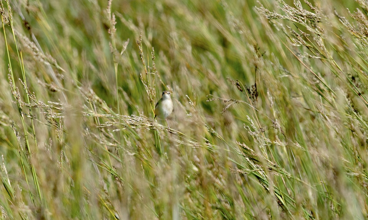 Zitting Cisticola (Western) - ML102593181