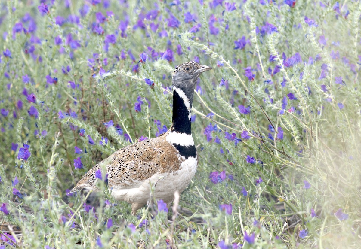 Little Bustard - Nikolaj Mølgaard Thomsen