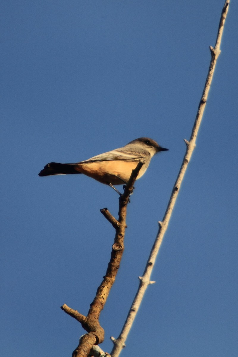 Say's Phoebe - ML102595691