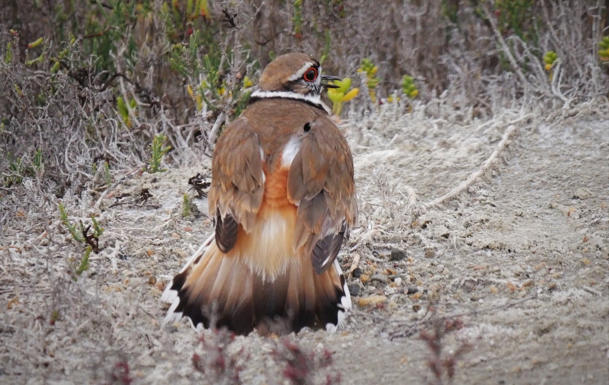 Killdeer - ML102597771