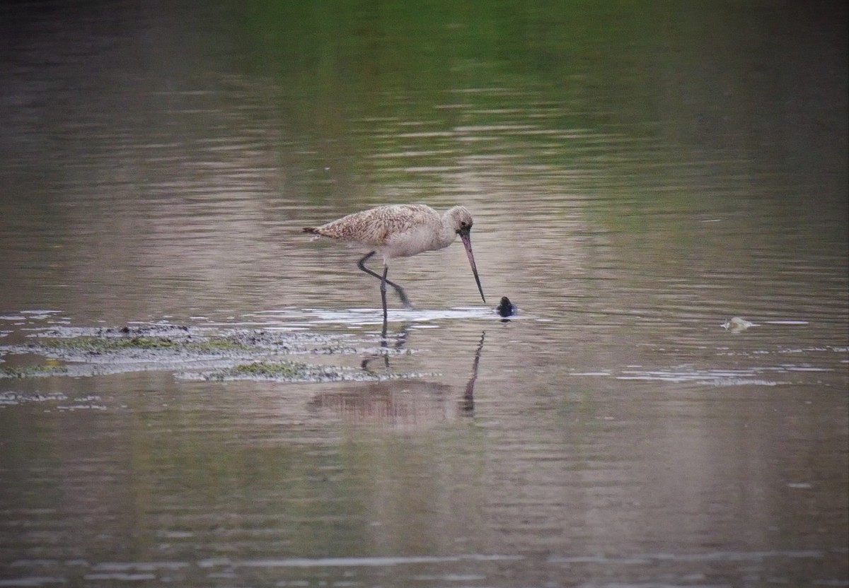 Marbled Godwit - ML102597851