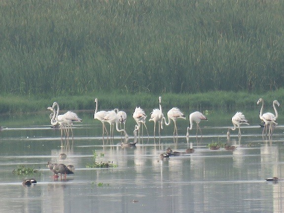 Greater Flamingo - ML102597931