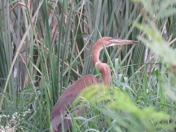 Purple Heron - ML102597991