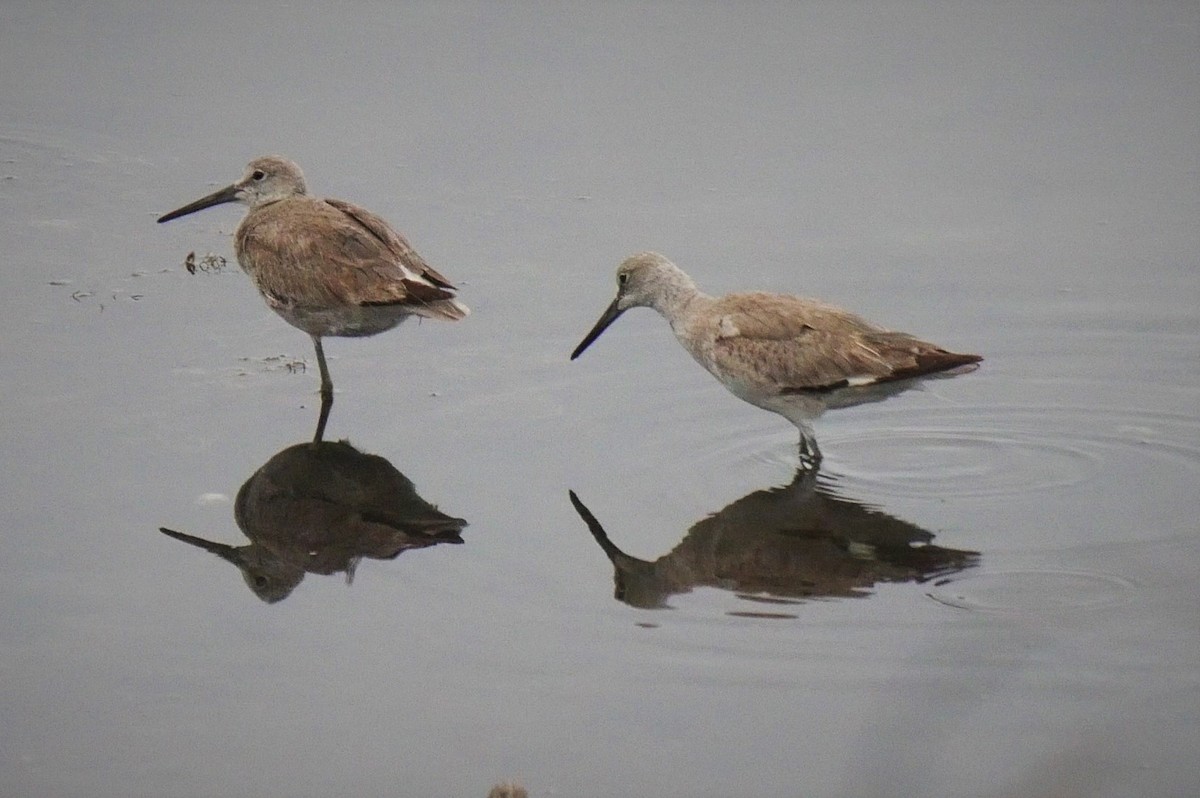 Willet - ML102598031