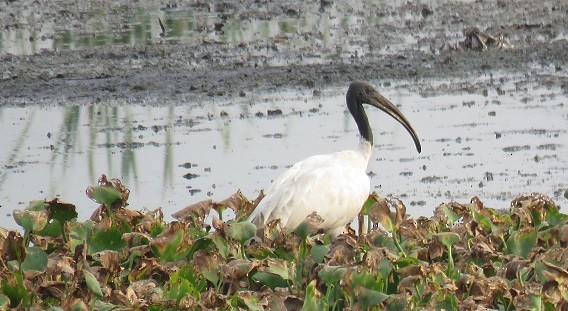 Black-headed Ibis - ML102598081