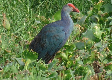 Gray-headed Swamphen - ML102598091