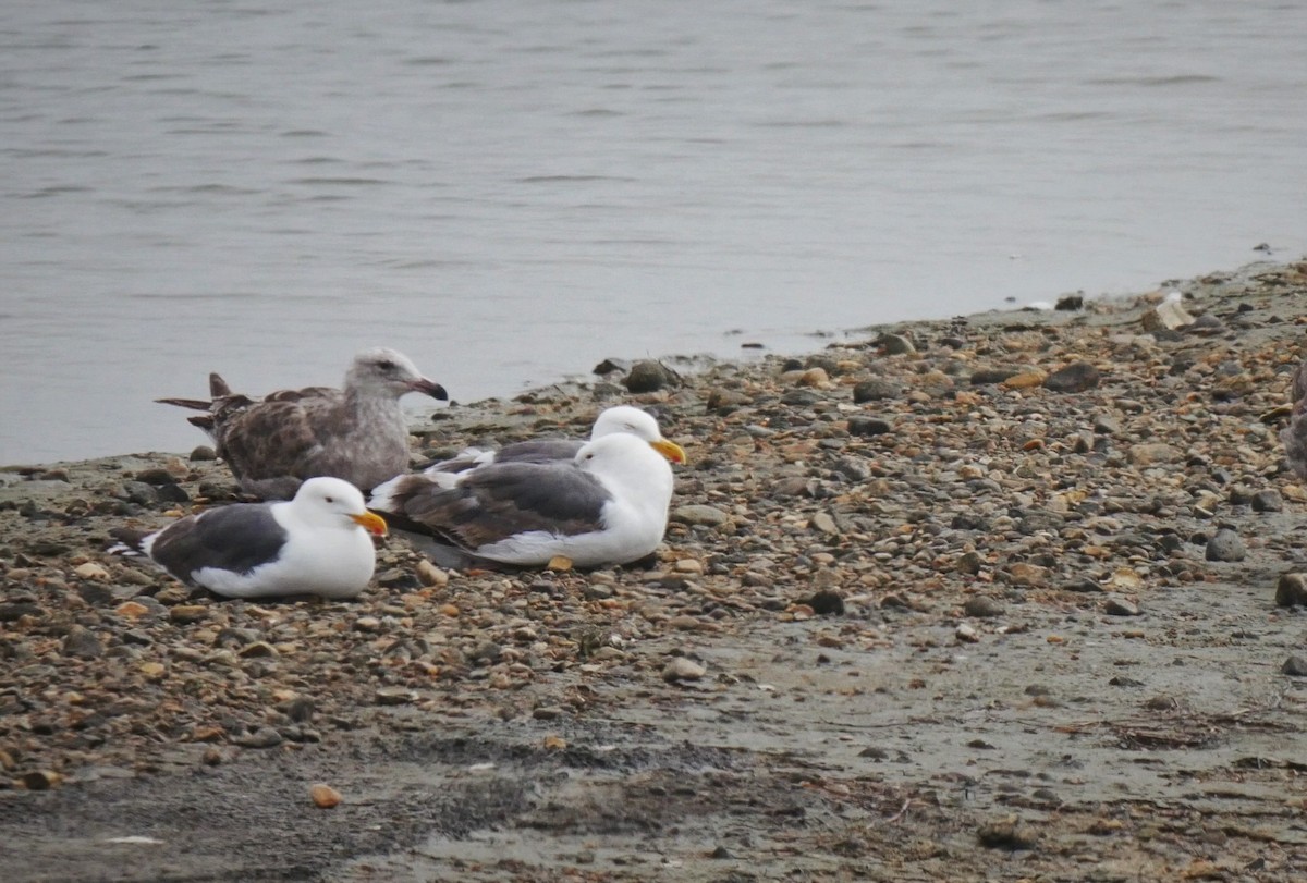 Western Gull - ML102598101