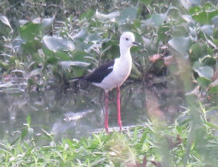 Black-winged Stilt - ML102598171