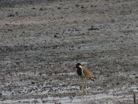 Red-wattled Lapwing - ML102598251