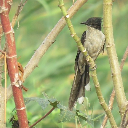 Pied Cuckoo - ML102598361