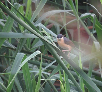 Ashy Prinia - ML102598541