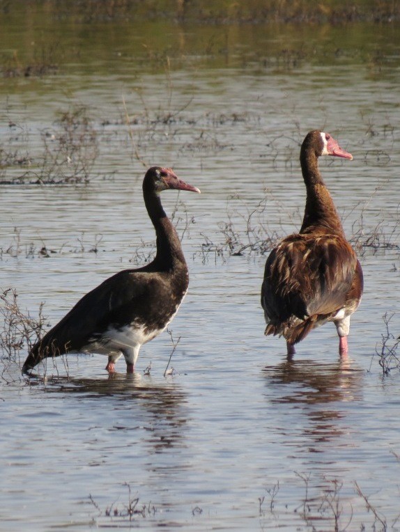 Spur-winged Goose - Mark Smiles