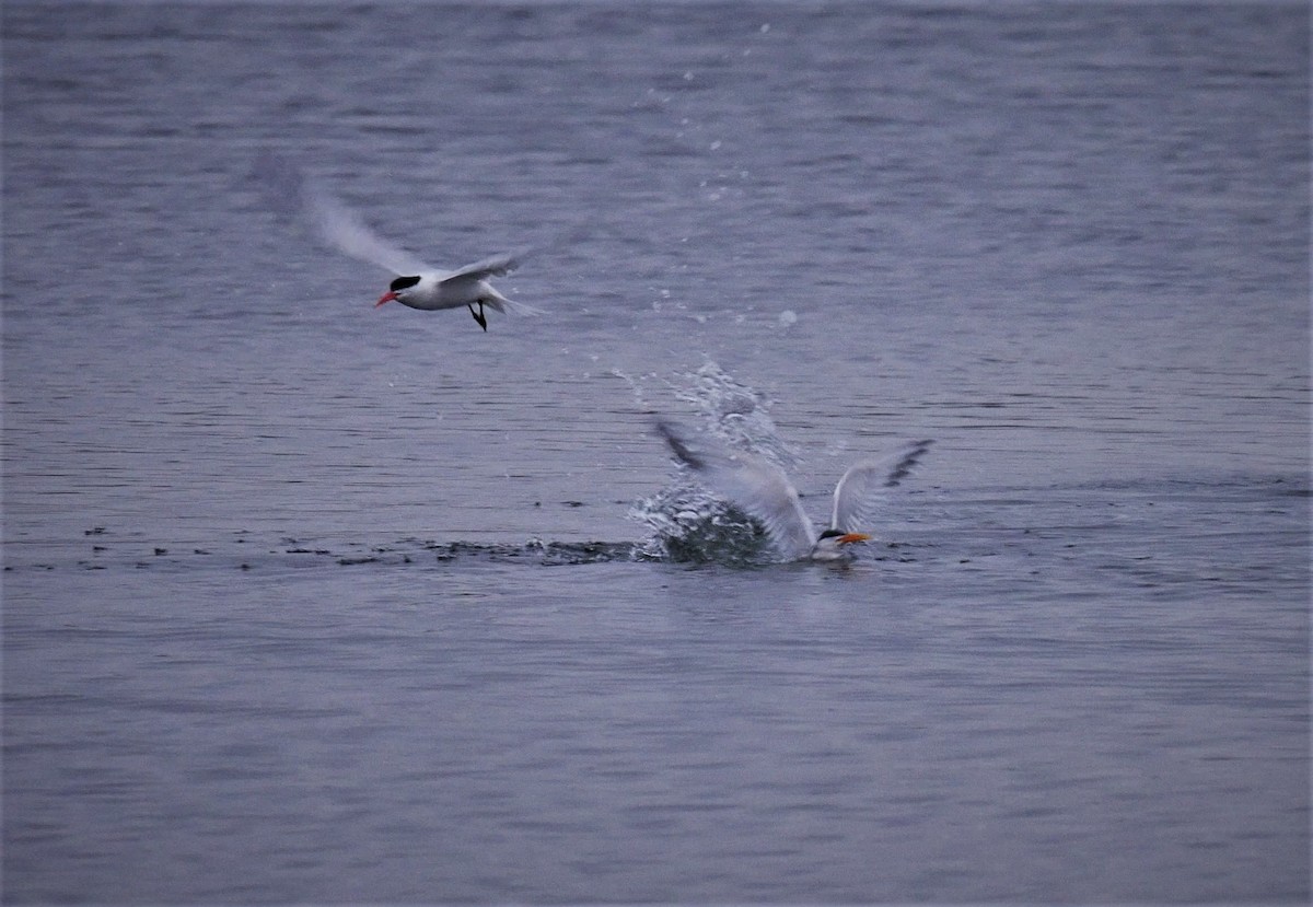 Elegant Tern - ML102599201