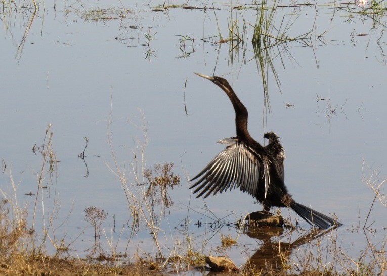 African Darter - ML102599231