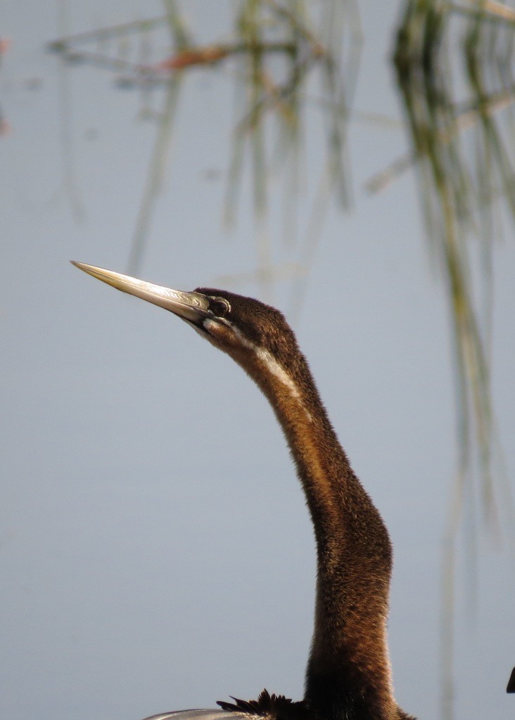 African Darter - Mark Smiles