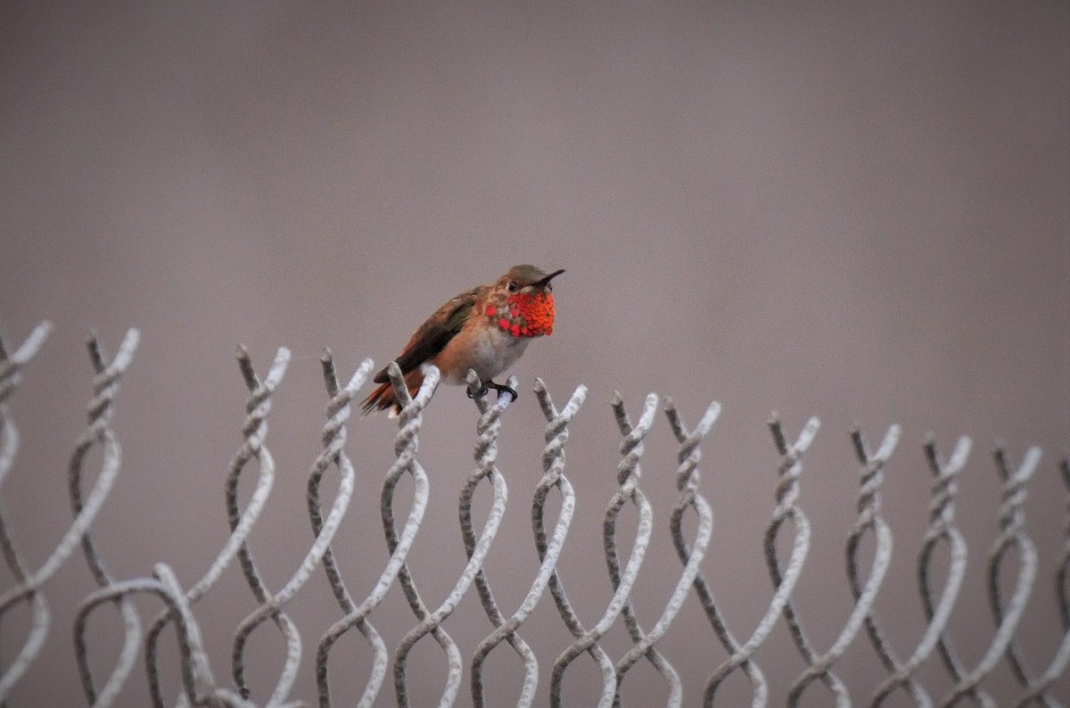 Colibrí de Allen - ML102599511