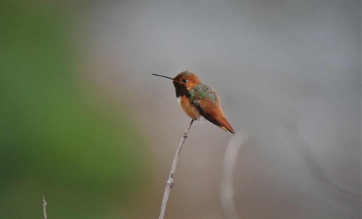 Allen's Hummingbird - ML102599521