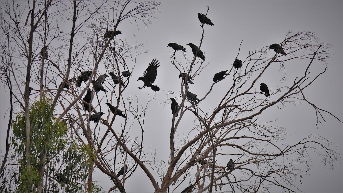 American Crow - ML102599821