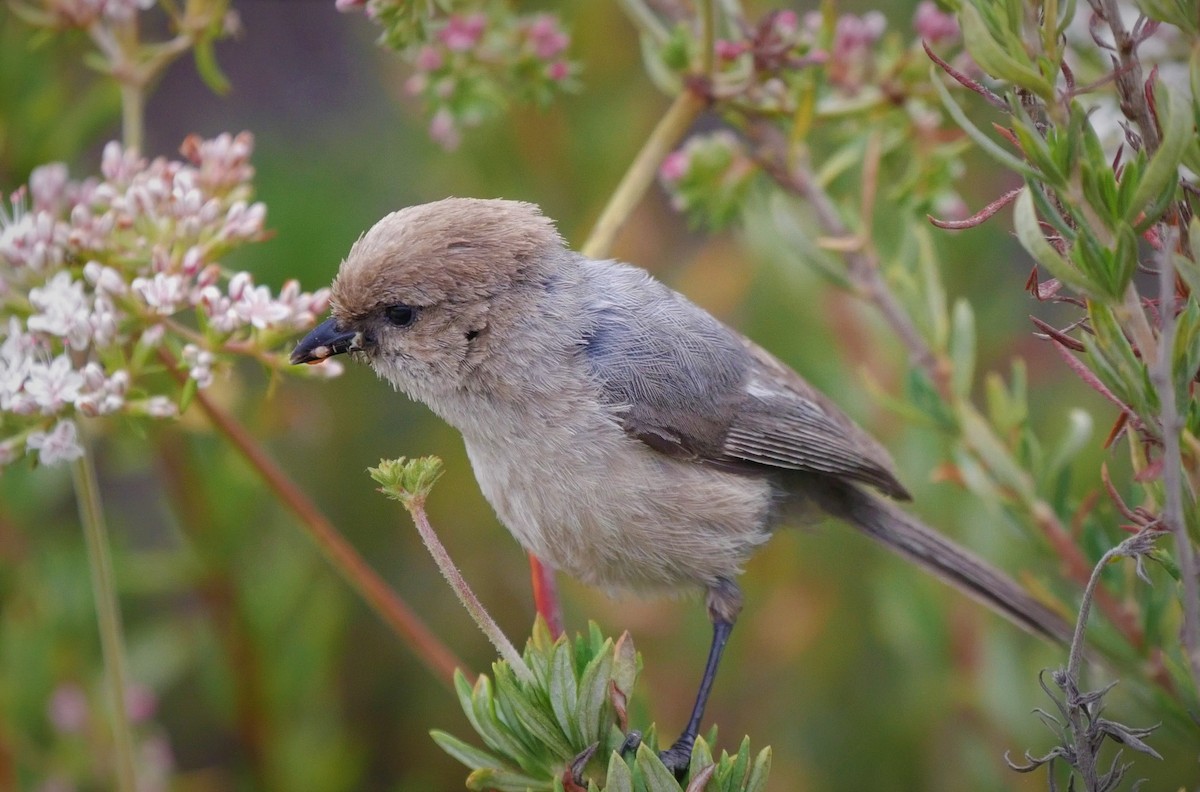 Bushtit - ML102599941