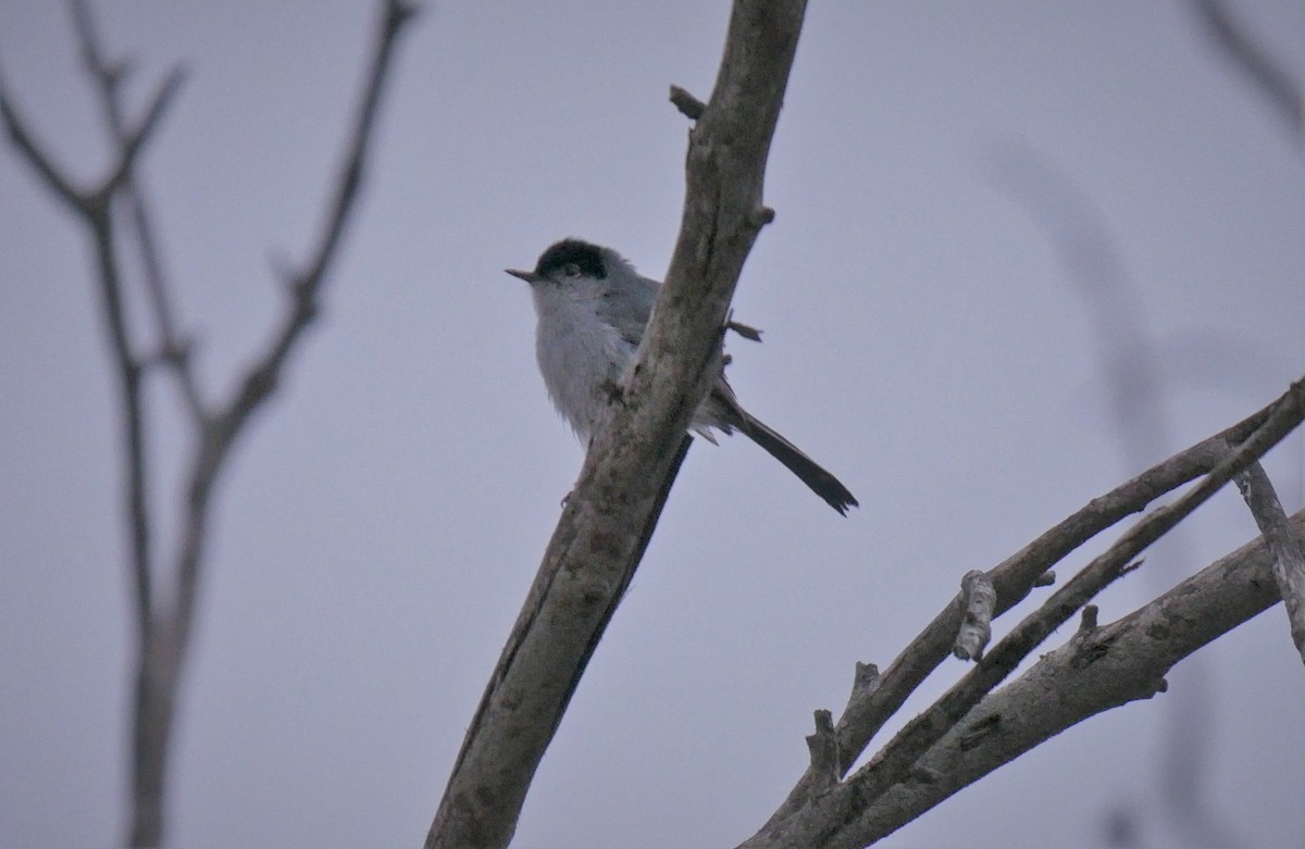 California Gnatcatcher - ML102600081