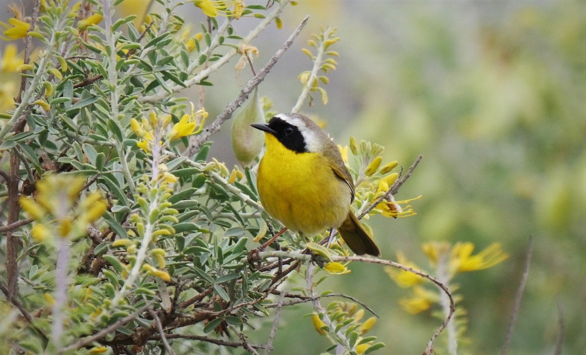 Common Yellowthroat - ML102600161