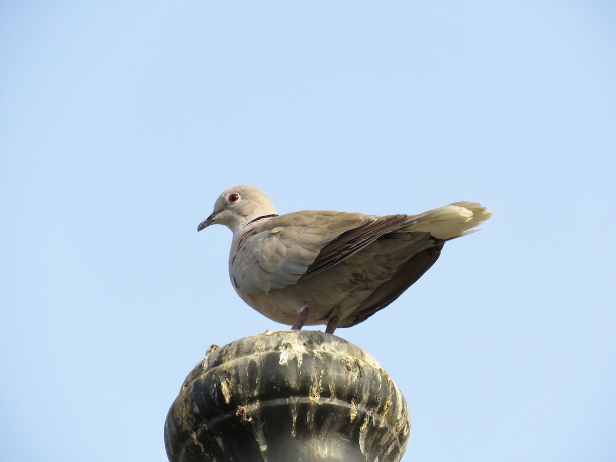 Eurasian Collared-Dove - GARY DOUGLAS