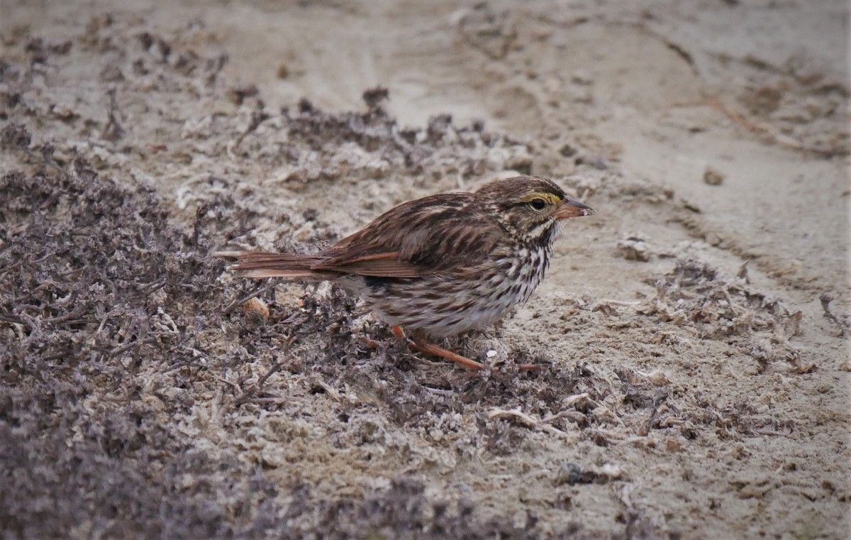 Savannah Sparrow - ML102600221